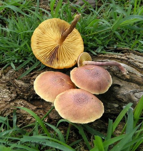 Gymnopilus subtropicus Guía general de Macrohongos de Costa Rica