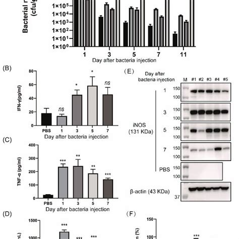 In Vivo Assessment Of Tumor Microenvironment Modulation After Bacte Download Scientific Diagram