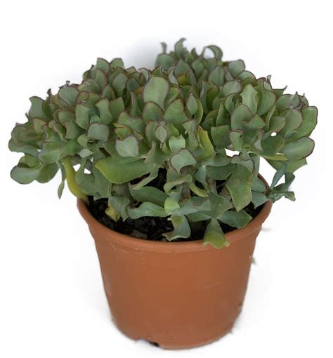 Crassula Arborescens Curly Green Caja De 6 Unidades Viveros Minerva