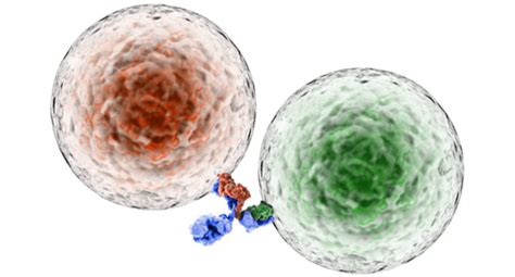 Antibodies With A Split Personalitypart 2 Iq Biosciences