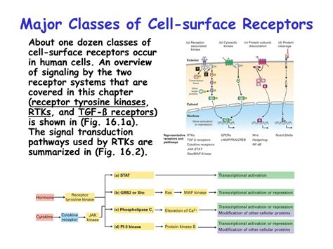 Ppt Understanding Signaling Pathways Controlling Gene Expression