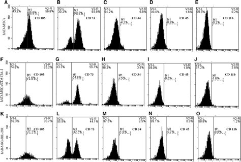 Expression Of Surface Antigens In Had Mscs A E Had Mscscd813a 1