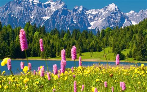 Flower Meadow And Mountains Wallpapers Wallpaper Cave