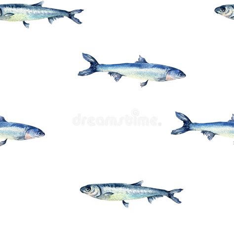 Anchovies Small Fish On Watercolor Seamless Pattern Isolated Fresh Sea