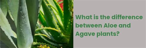 What Is The Difference Between Aloe And Agave Plants