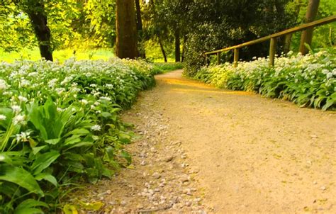 Обои green, summer, flowers, way, day, path на телефон и рабочий стол ...