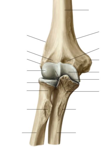 Diagram Of Function Anatomy Elbow Quizlet