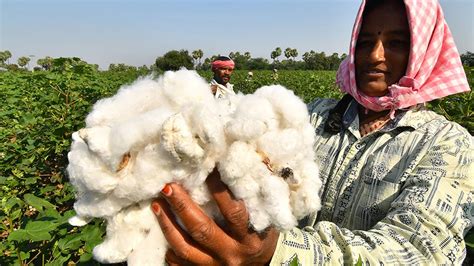 Cotton Production In Telangana Up 33 In Six Years The Hindu BusinessLine