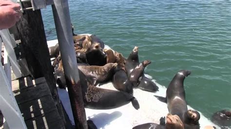 Sea Lions Of The Santa Cruz Wharf 2012 Youtube