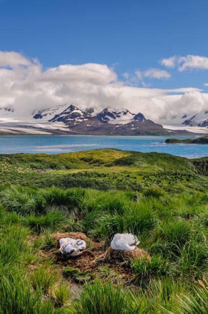 Albatross Migration Stock Photos Pictures And Royalty Free Images Istock