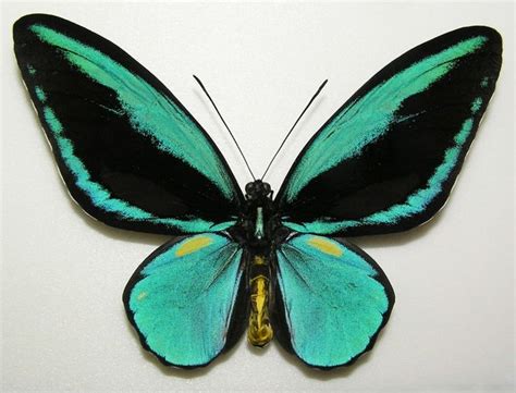 Real Life Butterfly Species Butterfly Pictures Butterfly Painting