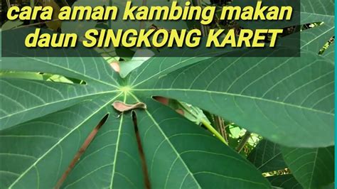 Daun Singkong Karet Untuk Pakan Ternak Yg Belum Terbiasa Jgn Asal