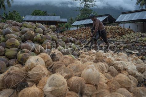 Ekspor Kelapa Dan Kopra Ke China Antara Foto