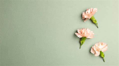 Download Pink Carnation Flowers Sage Green Laptop Wallpaper | Wallpapers.com