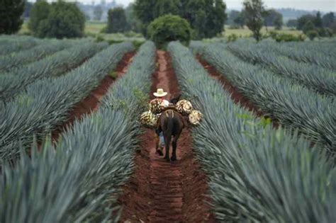 Tour Ruta Del Tequila Panoramex