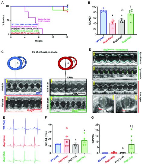 Survival And Cardiac Function In Dsg Mut Mut Mice Treated With Arbs