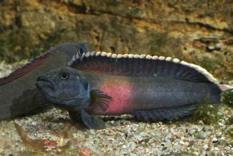 The Fierce Rapids of the Congo River Create New Fish Species | Cichlids ...