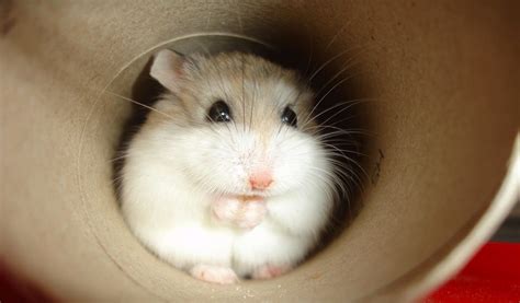 Cute Chinese Dwarf Hamster