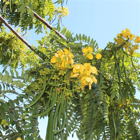 Cassia Leptophylla Picturethis