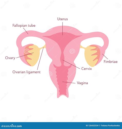 Vector Isolated Illustration Of Uterus Stock Vector Illustration Of