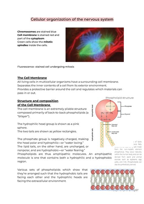 Cellular Organisation Of The Nervous System Cellular Organization Of