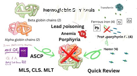 Sideroblastic Anemia Lead Poisoning Anemia Porphyrias And More Youtube