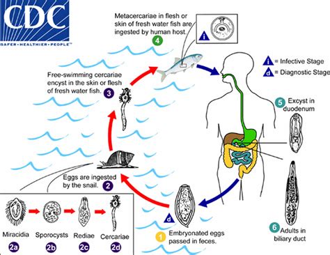 Human liver fluke infection, liver fluke life cycle, symptoms & treatment