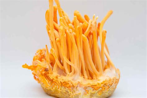 What Are The Health Benefits Of Cordyceps Mushroom The Vitaminlab Blog