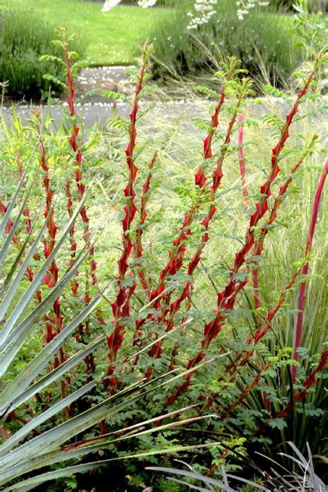 Buy Winged Blood Thorn Rose Free Shipping Wilson Bros Gardens