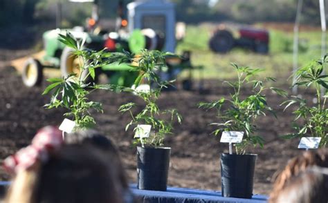 Apuestan al cáñamo y al cannabis medicinal en el municipio mendocino de