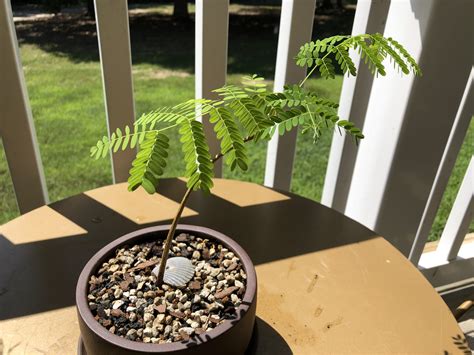 Repotting My Royal Poinciana Bonsai Tree : SmallTreeLeaf