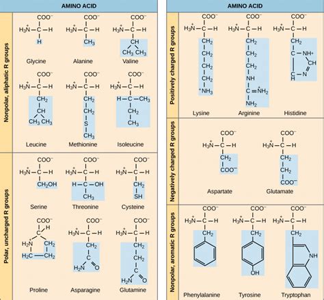 Determination Of Protein Amino Acids Worksheet