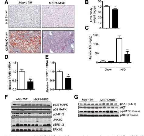 Figure 4 From Skeletal Musclespecific Deletion Of Mkp 1 Reveals A P38