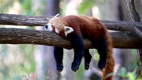 Sleeping Red Pandas