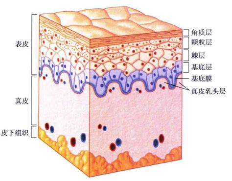 皮肤的衰老与皮肤护理 知乎