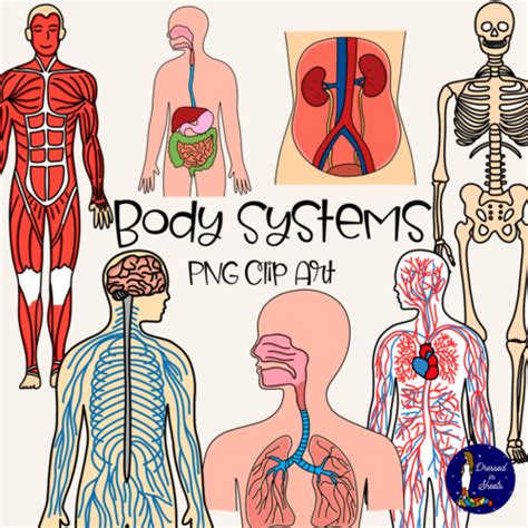 Body Systems Clip Art | Made By Teachers