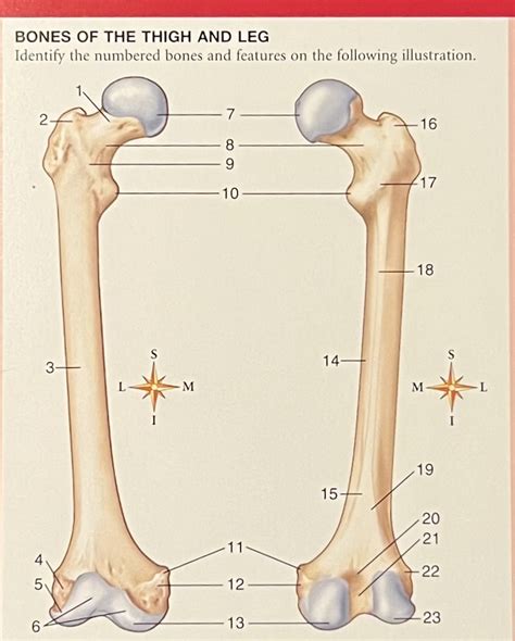 Labeling Long Bones Femur Diagram Quizlet