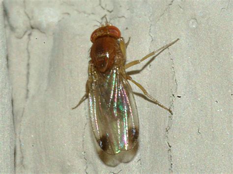 Spotted Wing Drosophila Drosophila Suzukii Bugguide