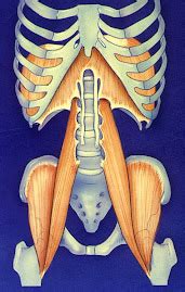 Posturas O Alinhamento Postural Articular Como Fator De Previs O Da