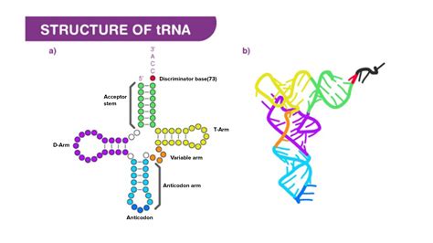 Draw And Label Diagram Of TRNA