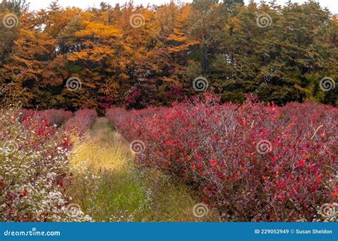 Michigan Blueberry Farm In The Fall Stock Image Image Of Ecosystem