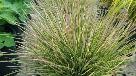 Deschampsia Northern Lights Tufted Hair Grass Amazing Small Grass For Big Effects Youtube