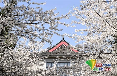 Cherry Blossoms Are In Full Bloom In Nanjing Forestry University And