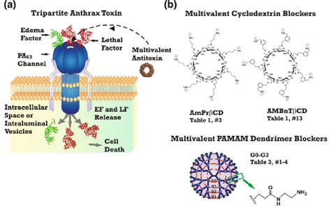 Multivalent Channel Blocking Inhibitors Of Pa Of Anthrax Toxin A