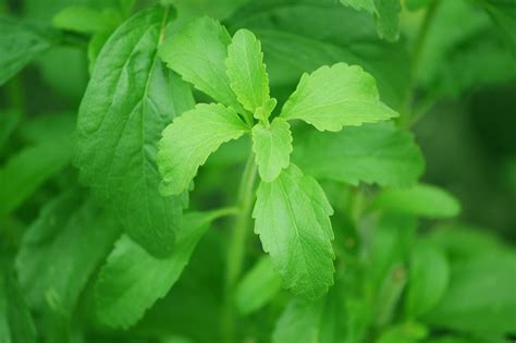 500,000+ Free Stevia Květiny Proti Rose Listy & Rose Images - Pixabay