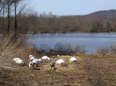 Elizabeth Kann « Snow Geese Migration at Middle Creek