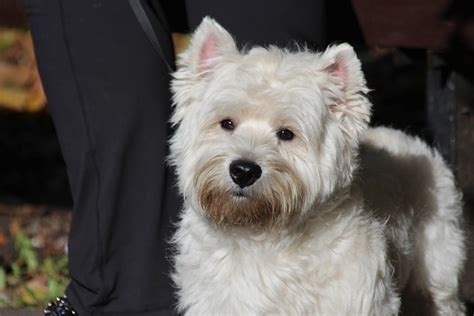 4 races de chien les plus adaptées aux personnes sociables Animal ch