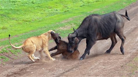 ASLANLAR YAVRU BUFFALOYU AVLIYOR NP SERENGETİ 5M MEDIA HD YouTube