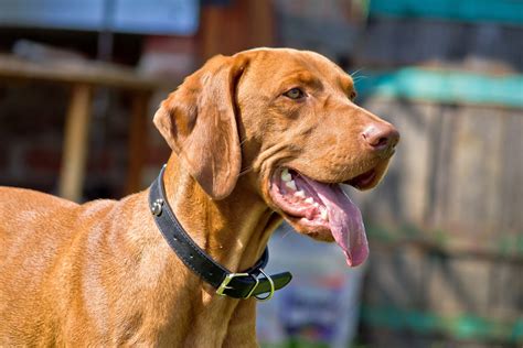 Braco H Ngaro De Pelo Corto Magyar Vizsla Retrato