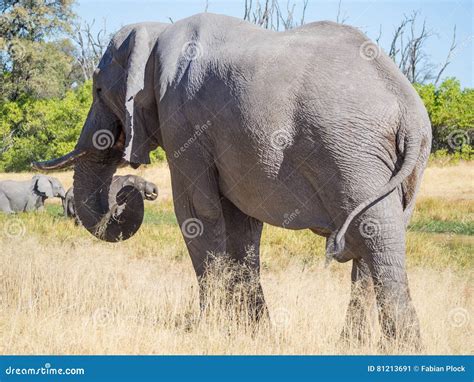 Large African Elephant Bull Grazing On Saavannah Grass Safari In